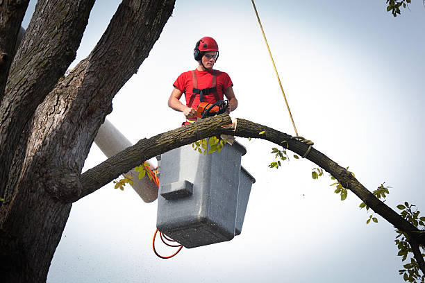 Best Hazardous Tree Removal  in Cannon Falls, MN