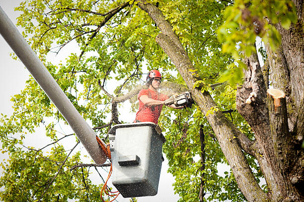 Best Palm Tree Trimming  in Cannon Falls, MN